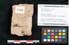 Foto (Objekt + Etikett) von Sequoia hardtii Endl. (NHMW-GEO-2024-0188-8236)